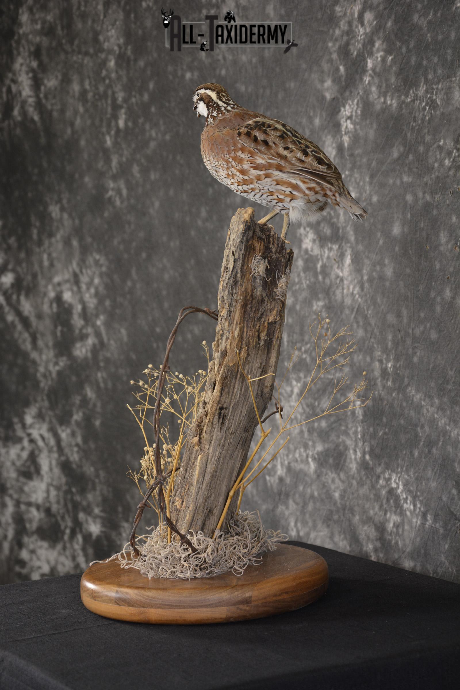 Quail on fence post taxidermy mount for sale * SKU 2010 - Image 6
