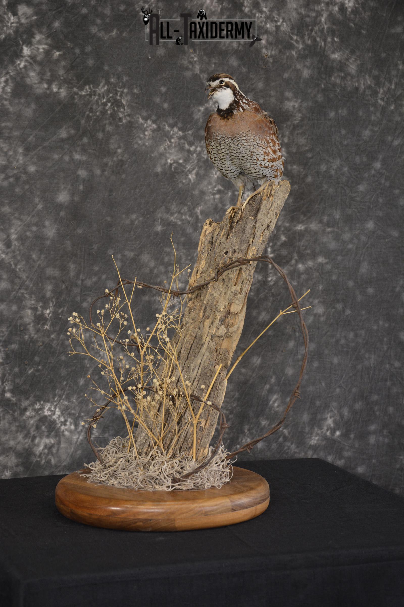 Quail on fence post taxidermy mount for sale * SKU 2010 - Image 5