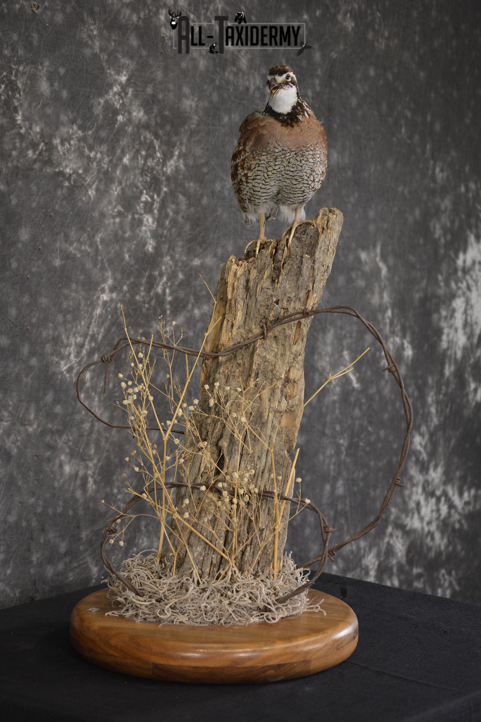 Quail on fence post taxidermy mount for sale * SKU 2010 - Image 4