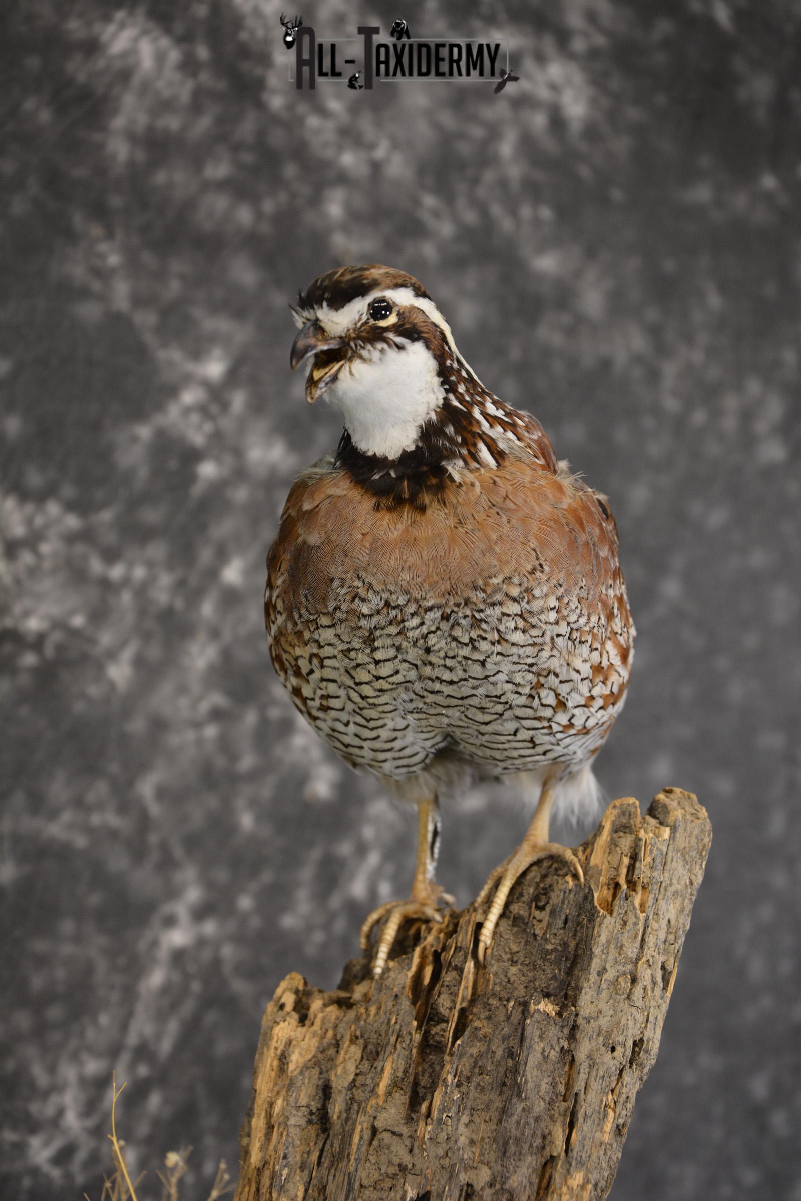 Quail on fence post taxidermy mount for sale * SKU 2010 - Image 3