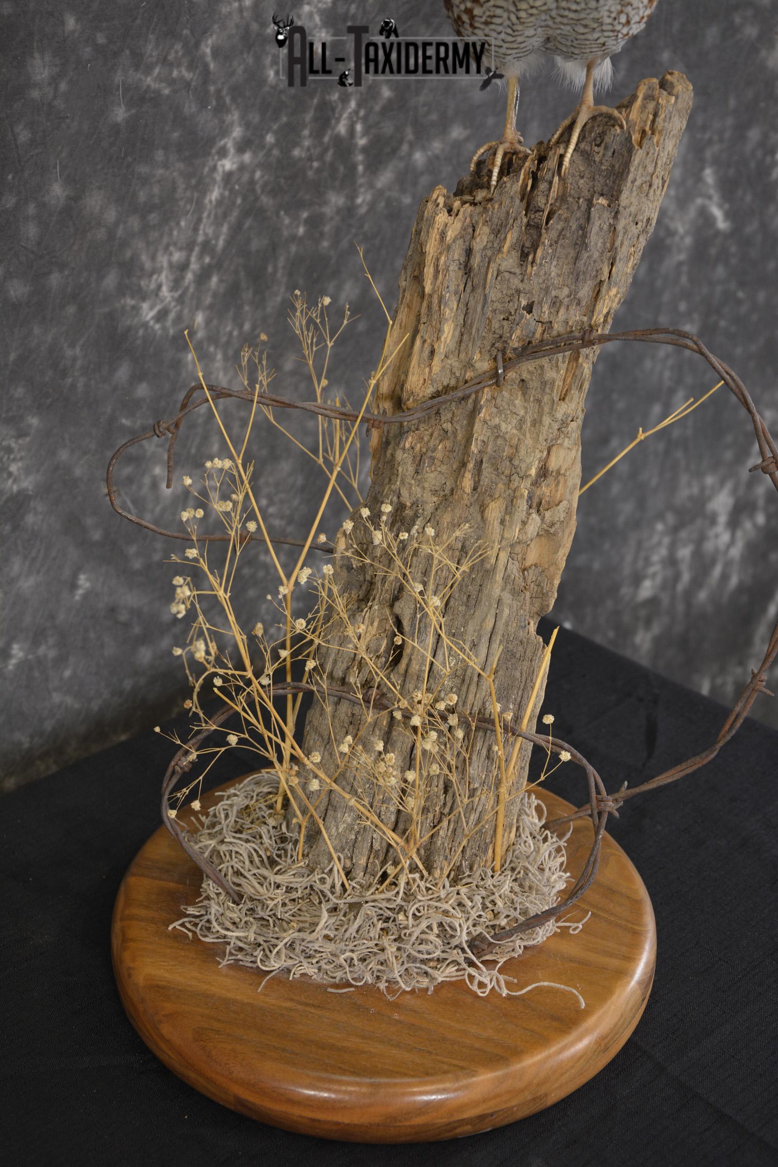 Quail on fence post taxidermy mount for sale * SKU 2010 - Image 2