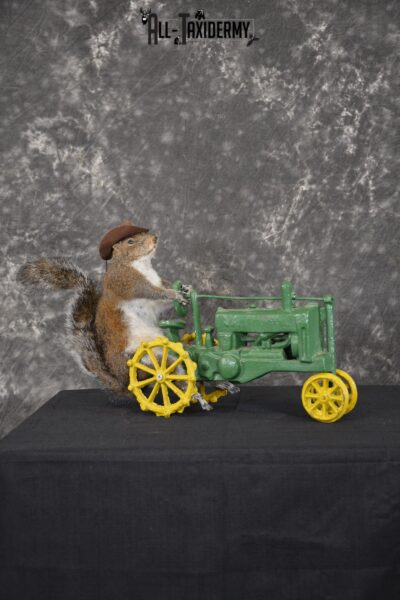 Squirrel on tractor taxidermy mount for sale * SKU 2009
