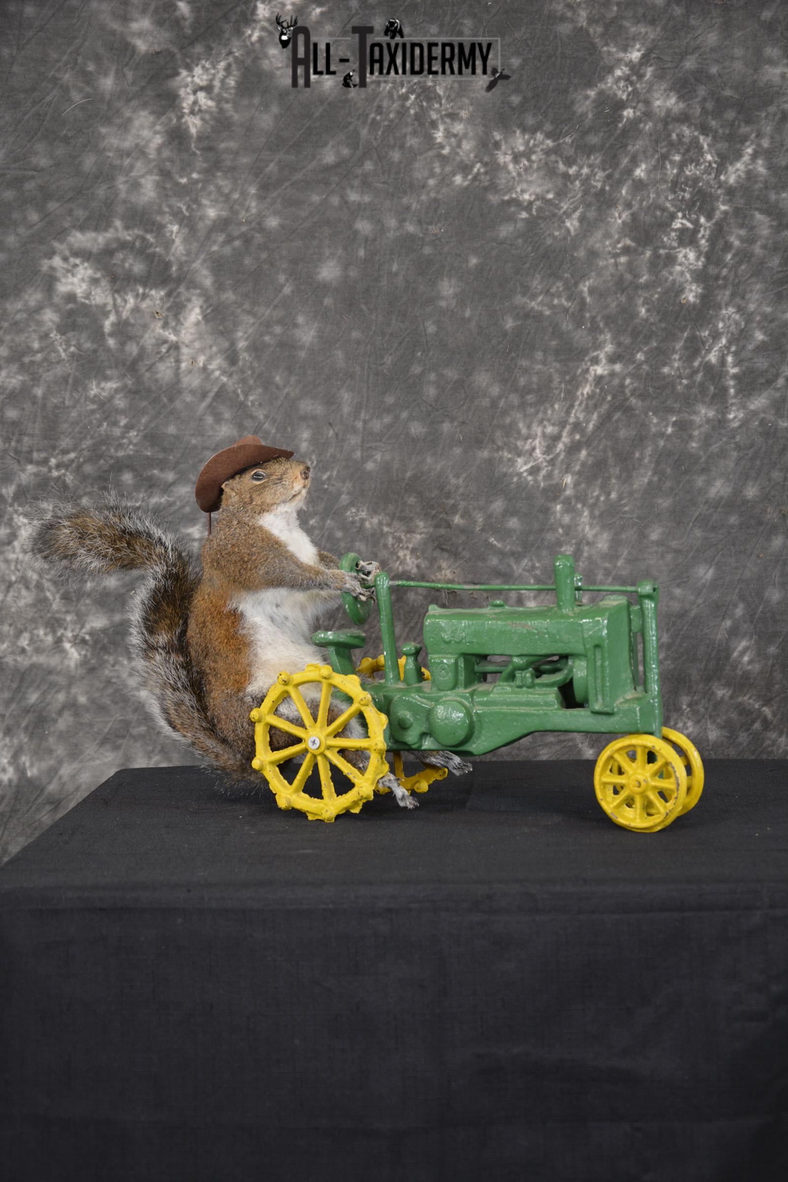 Squirrel on tractor taxidermy mount for sale * SKU 2009