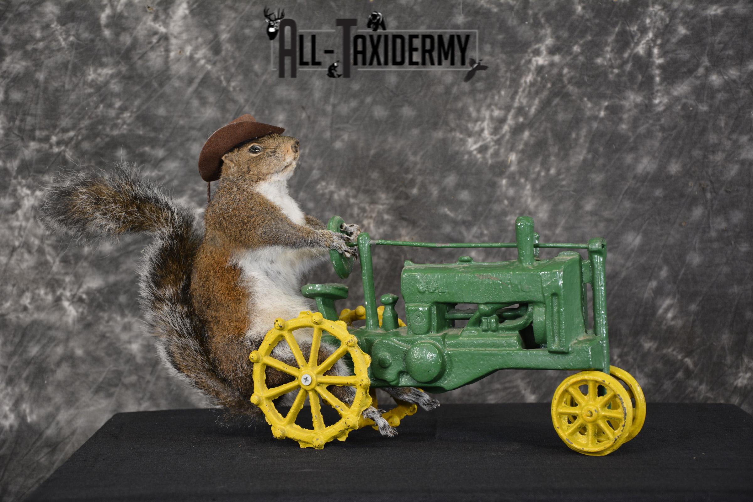 Squirrel on tractor taxidermy mount for sale * SKU 2009 - Image 6