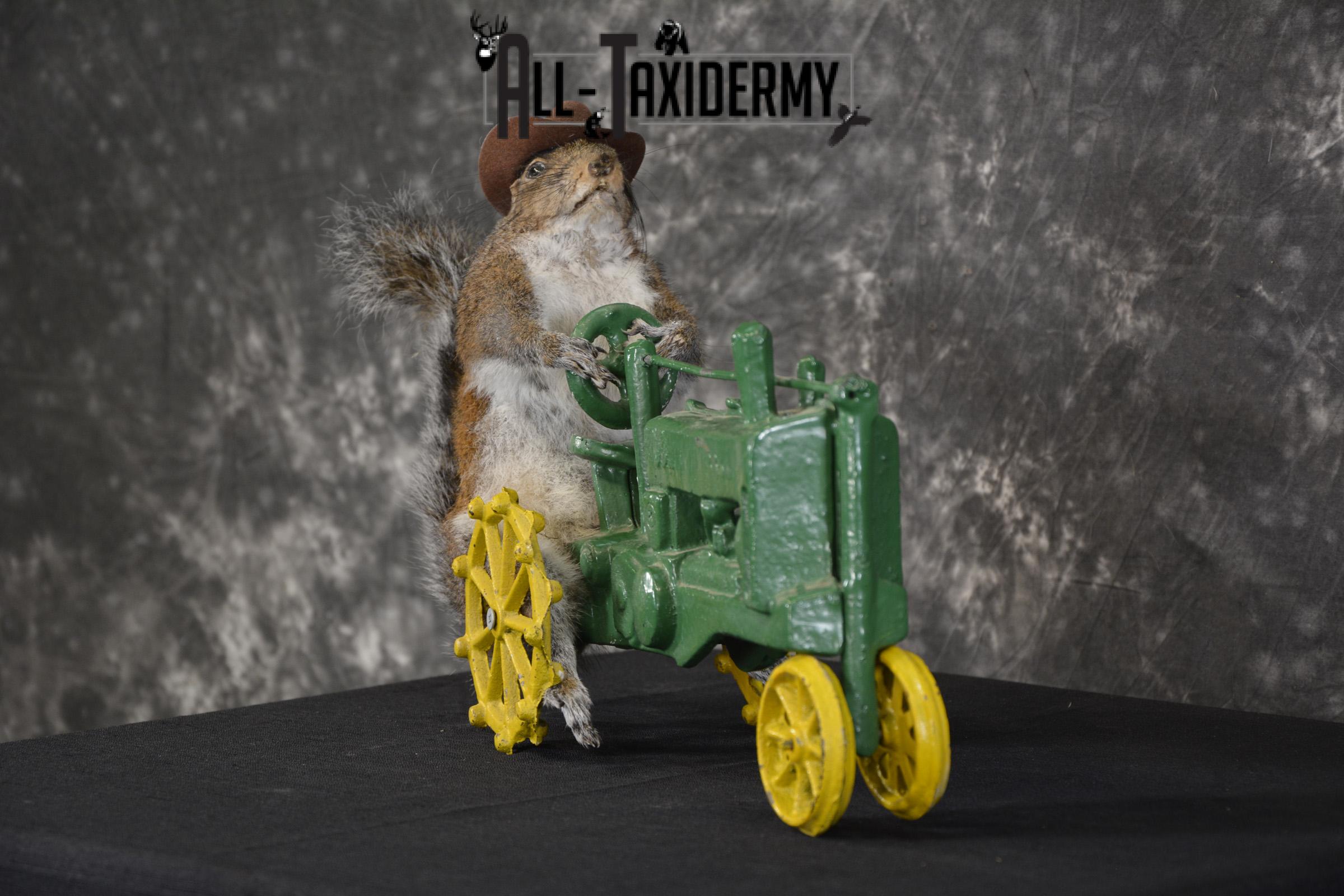 Squirrel on tractor taxidermy mount for sale * SKU 2009 - Image 5