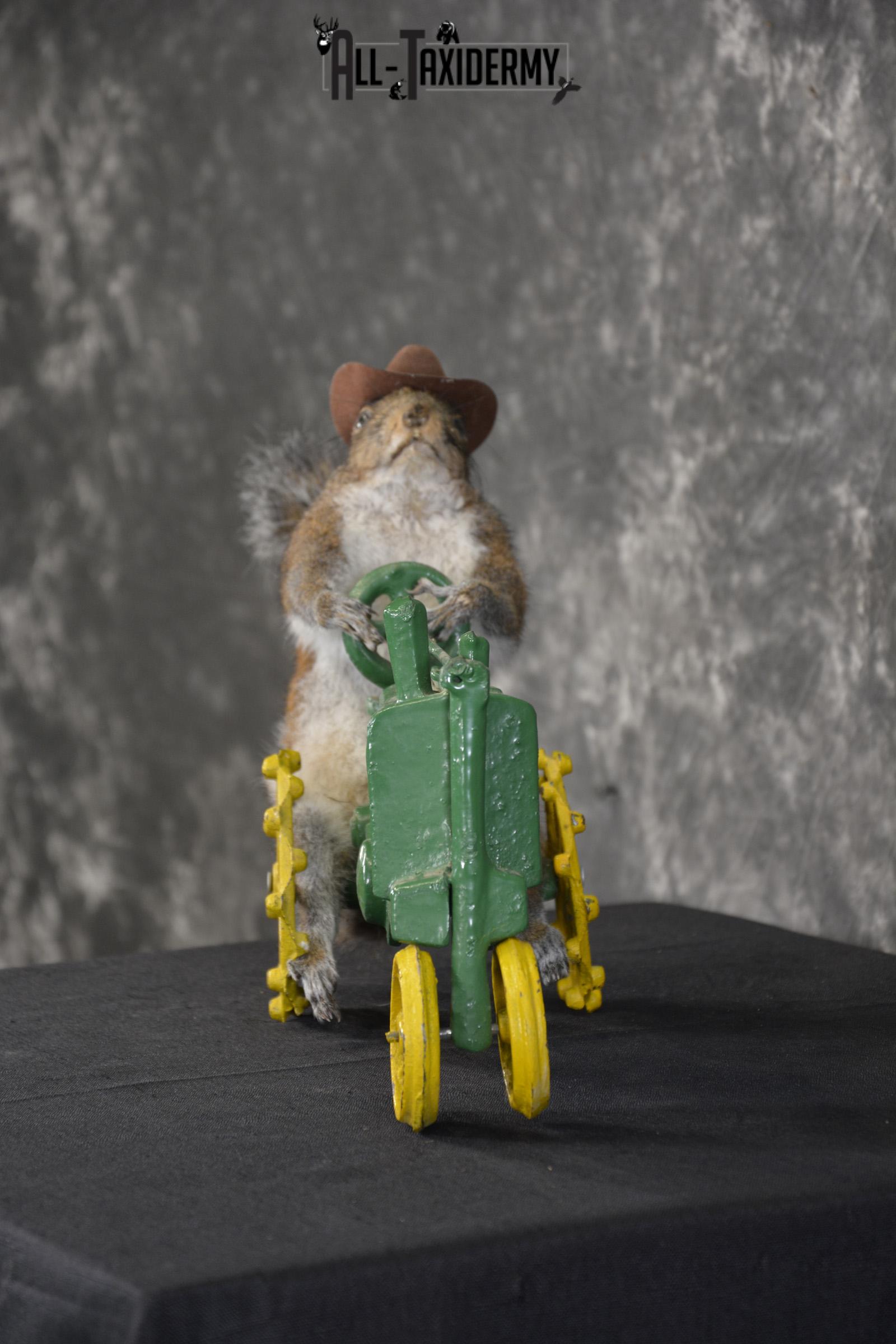Squirrel on tractor taxidermy mount for sale * SKU 2009 - Image 4