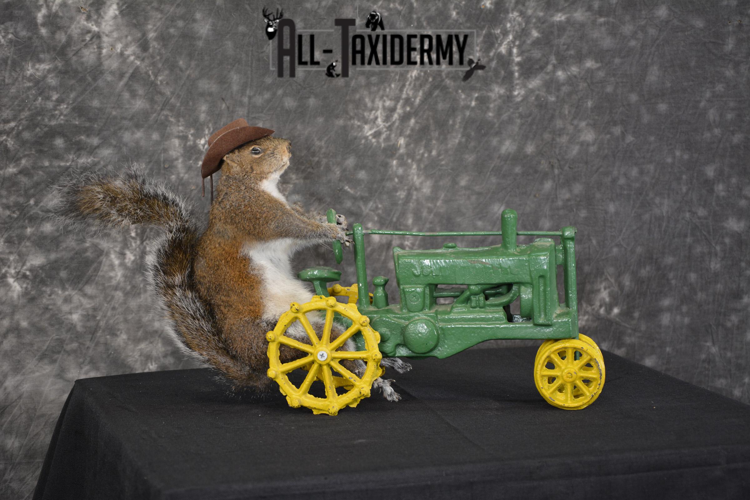 Squirrel on tractor taxidermy mount for sale * SKU 2009 - Image 3