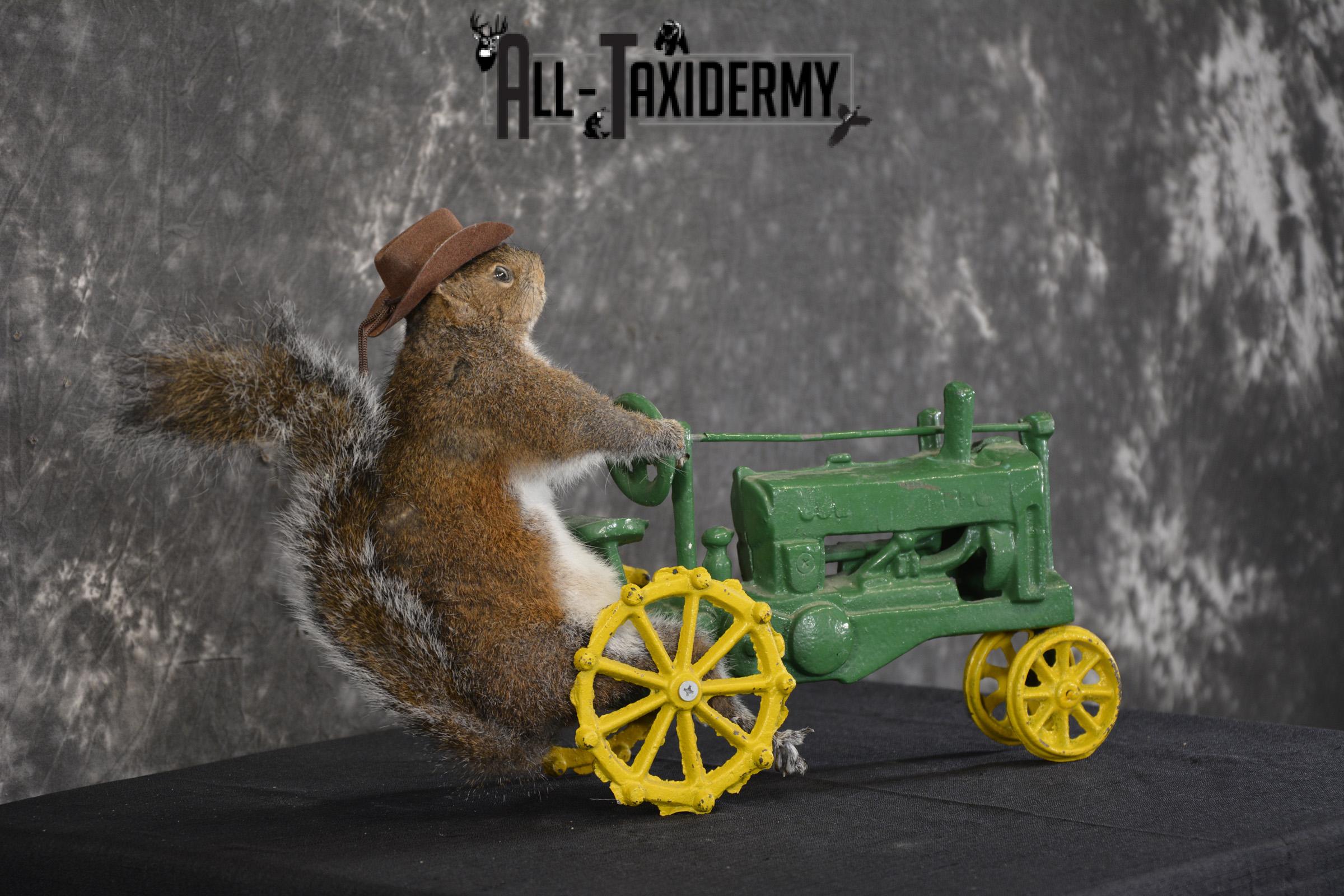 Squirrel on tractor taxidermy mount for sale * SKU 2009 - Image 2