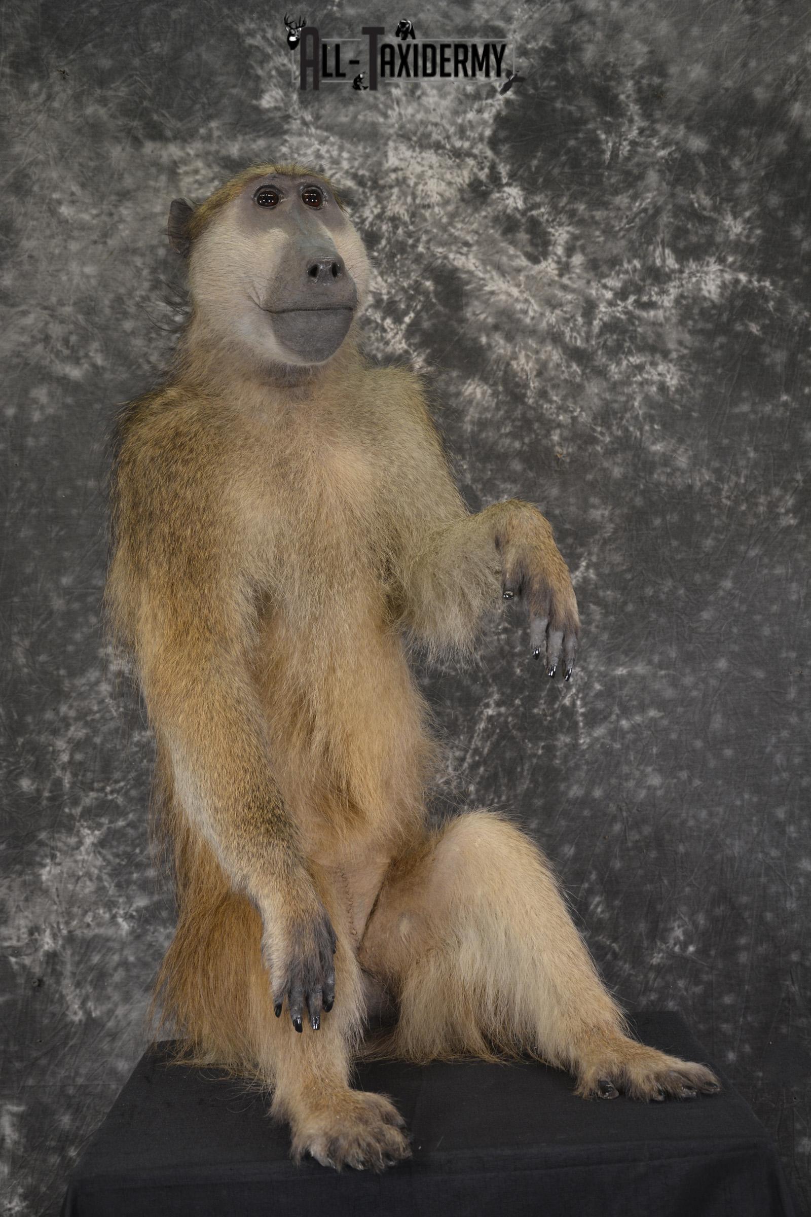 African Baboon Full body taxidermy mount for sale SKU 2056