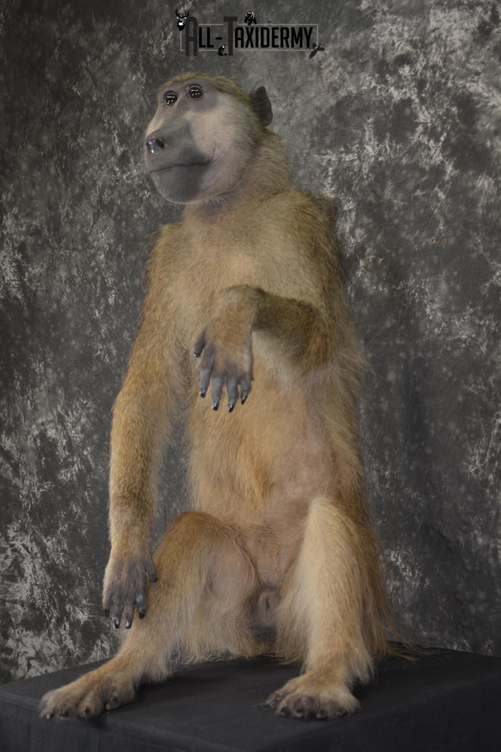 African Baboon Full body taxidermy mount for sale SKU 2056 - Image 9