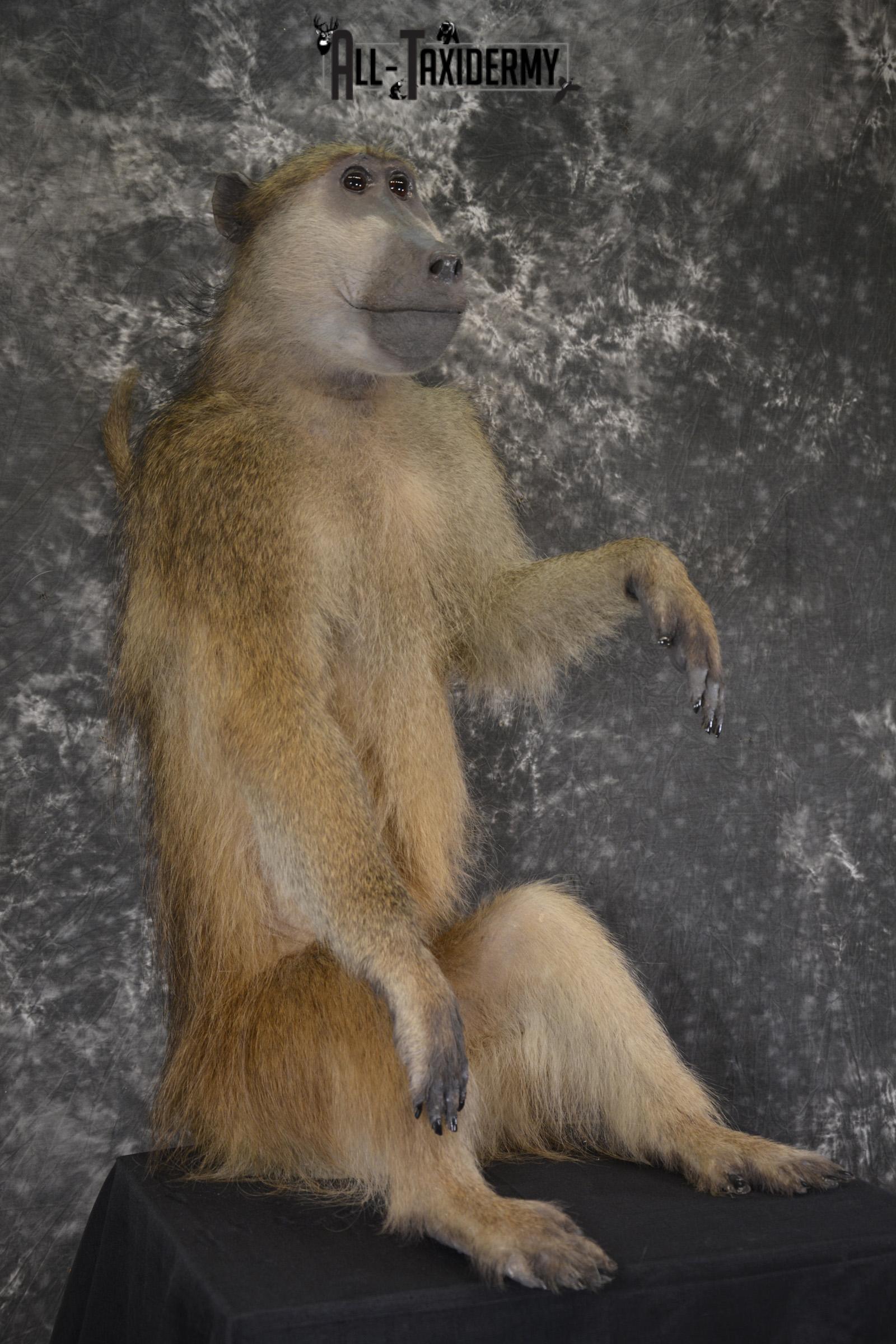 African Baboon Full body taxidermy mount for sale SKU 2056 - Image 7