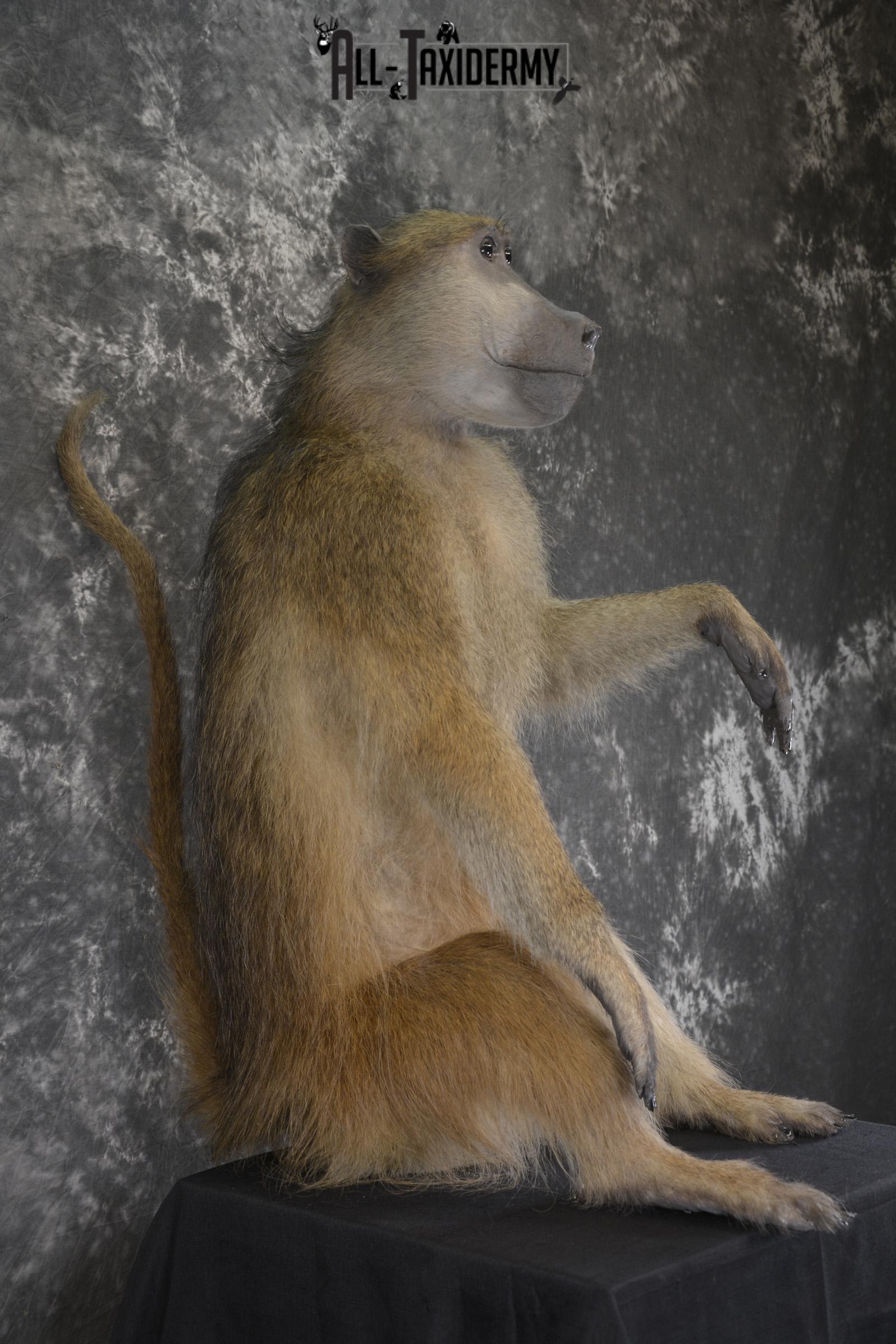 African Baboon Full body taxidermy mount for sale SKU 2056 - Image 6
