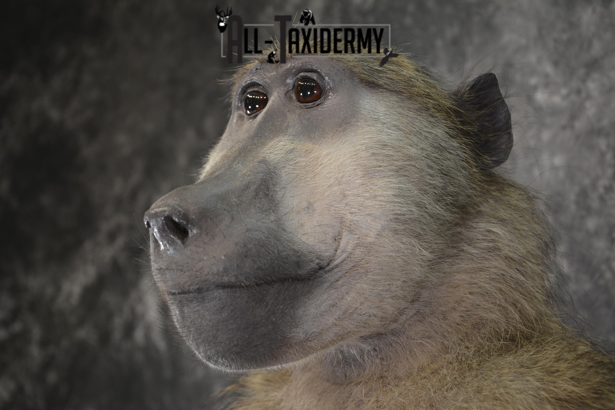 African Baboon Full body taxidermy mount for sale SKU 2056 - Image 4