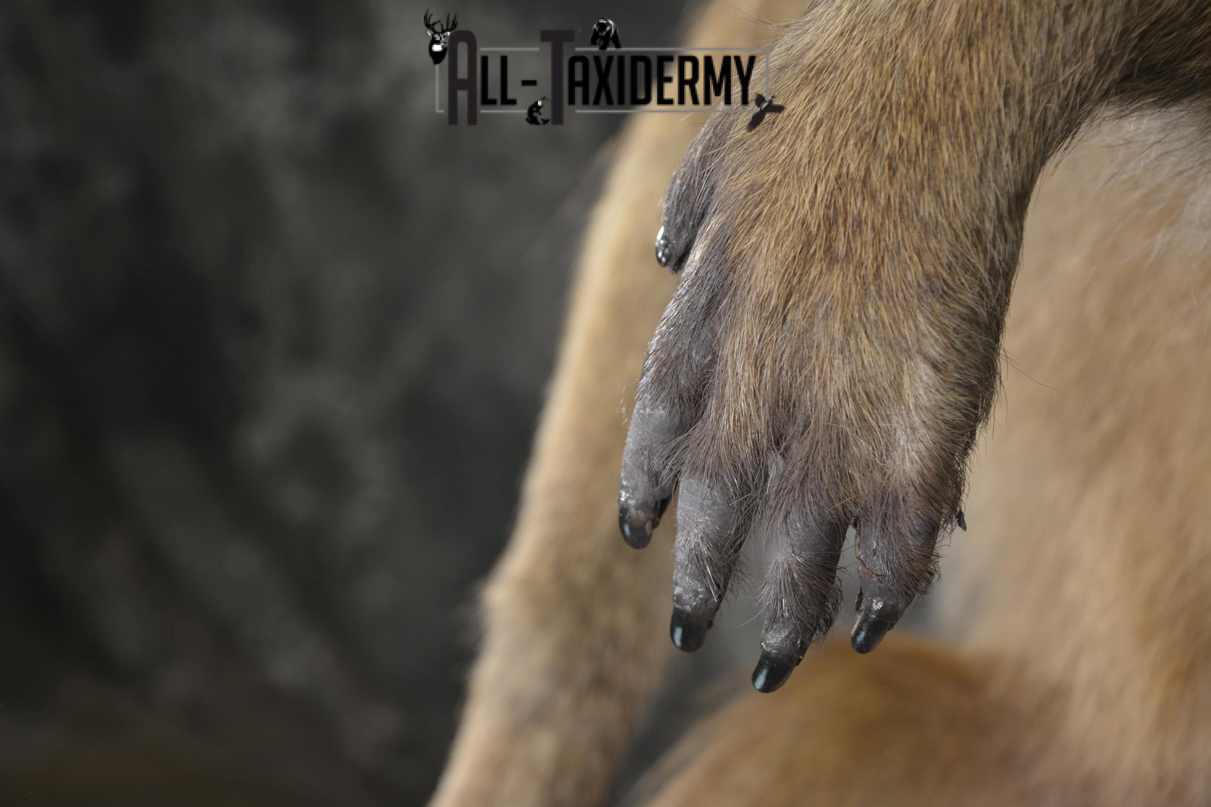 African Baboon Full body taxidermy mount for sale SKU 2056 - Image 3