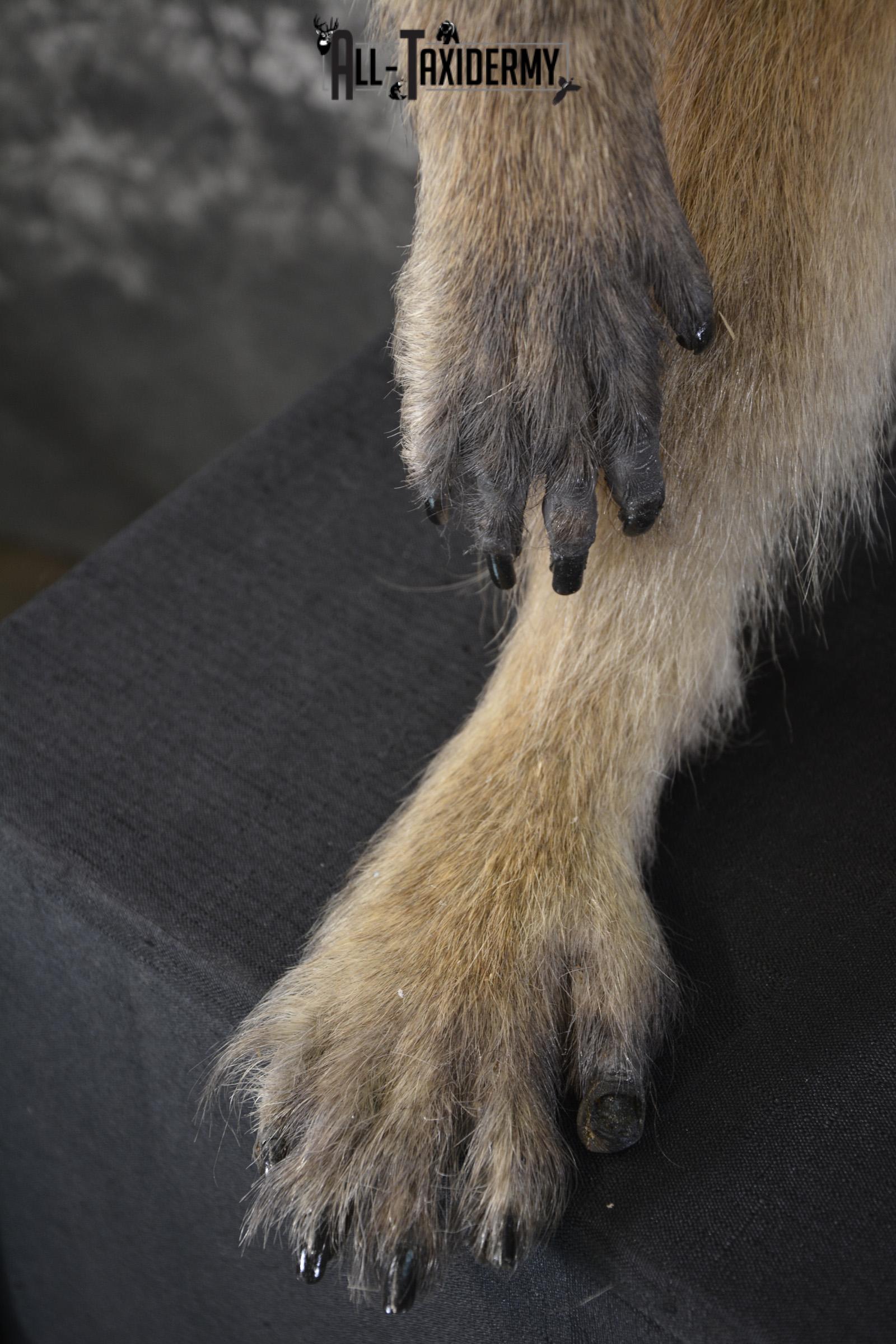 African Baboon Full body taxidermy mount for sale SKU 2056 - Image 2