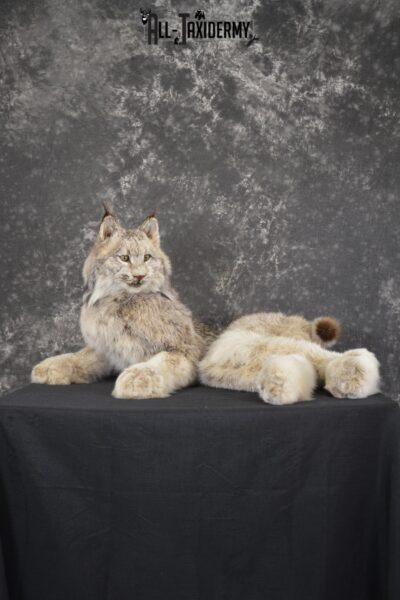 Canada Lynx