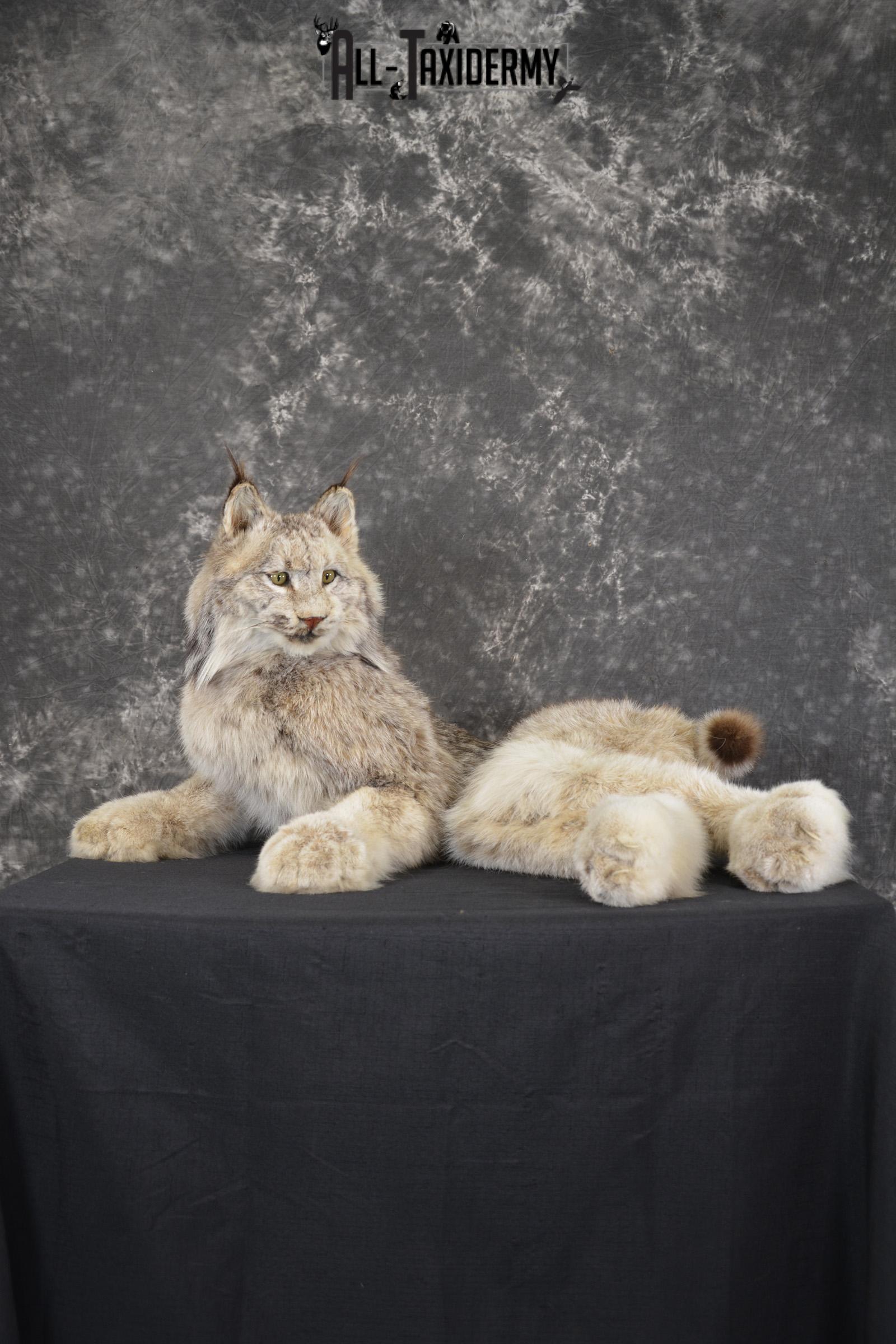 Canada Lynx