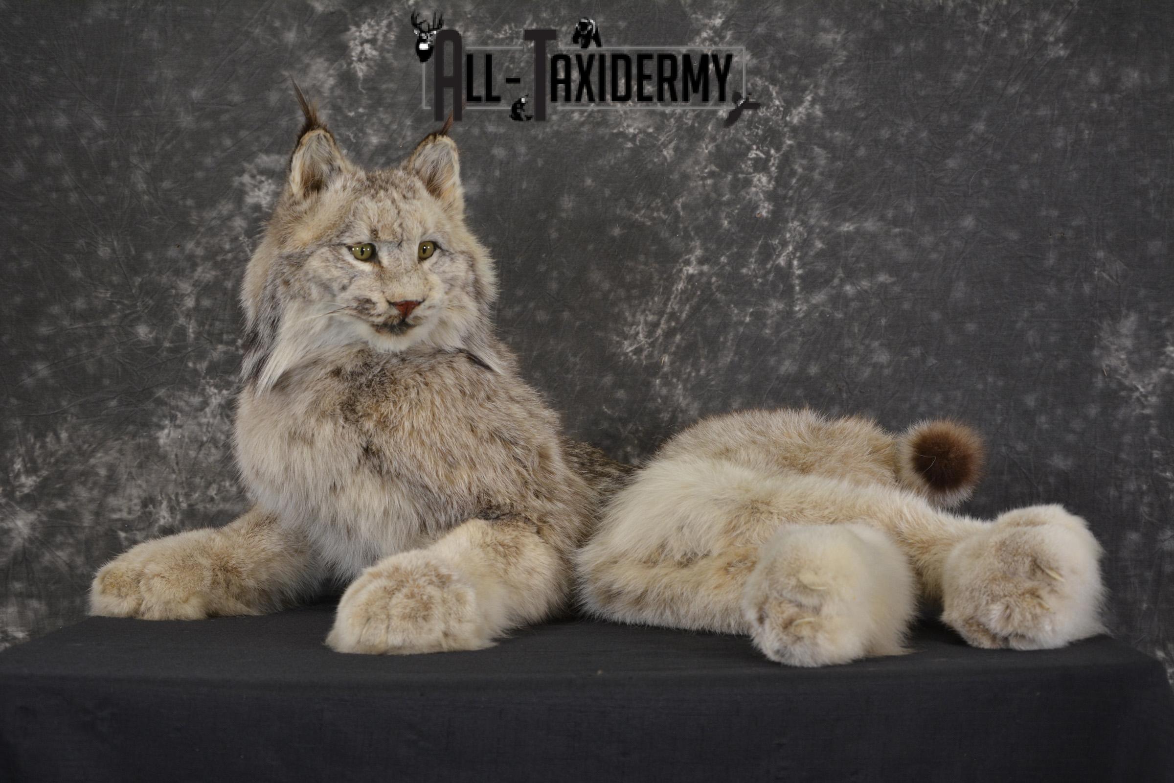 Full Body Lynx taxidermy mount for sale * SKU 2054 - Image 8