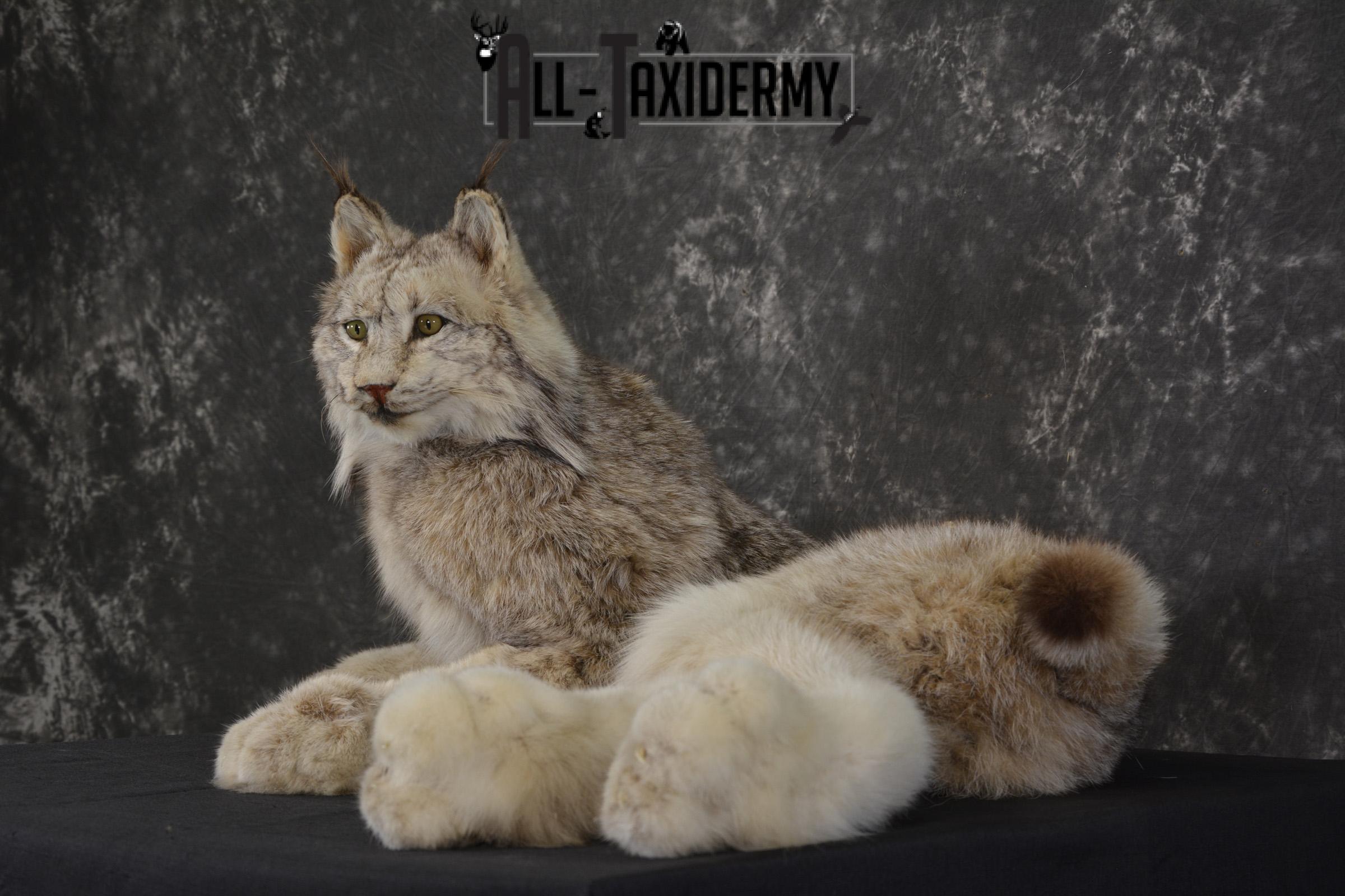 Full Body Lynx taxidermy mount for sale * SKU 2054 - Image 7