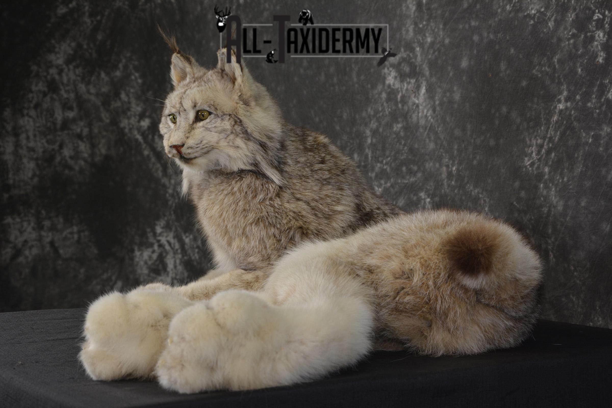 Full Body Lynx taxidermy mount for sale * SKU 2054 - Image 6
