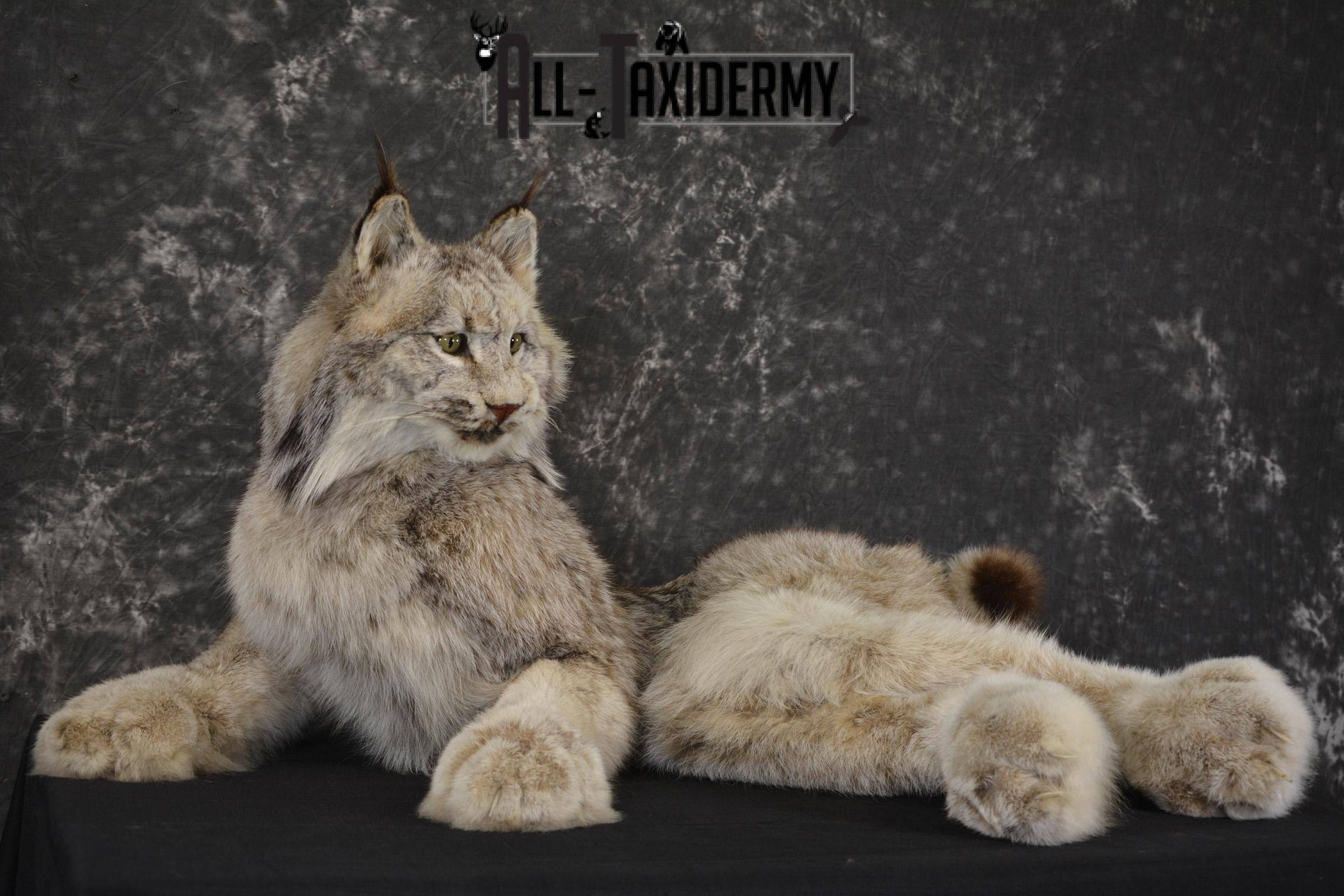 Full Body Lynx taxidermy mount for sale * SKU 2054 - Image 5