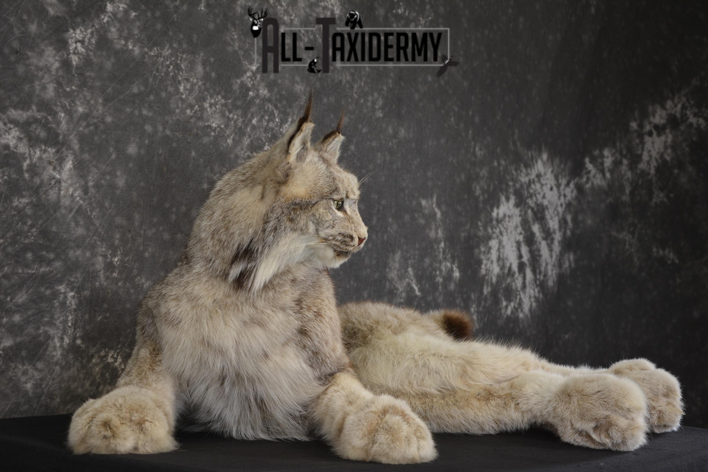 Full Body Lynx taxidermy mount for sale * SKU 2054 - Image 4