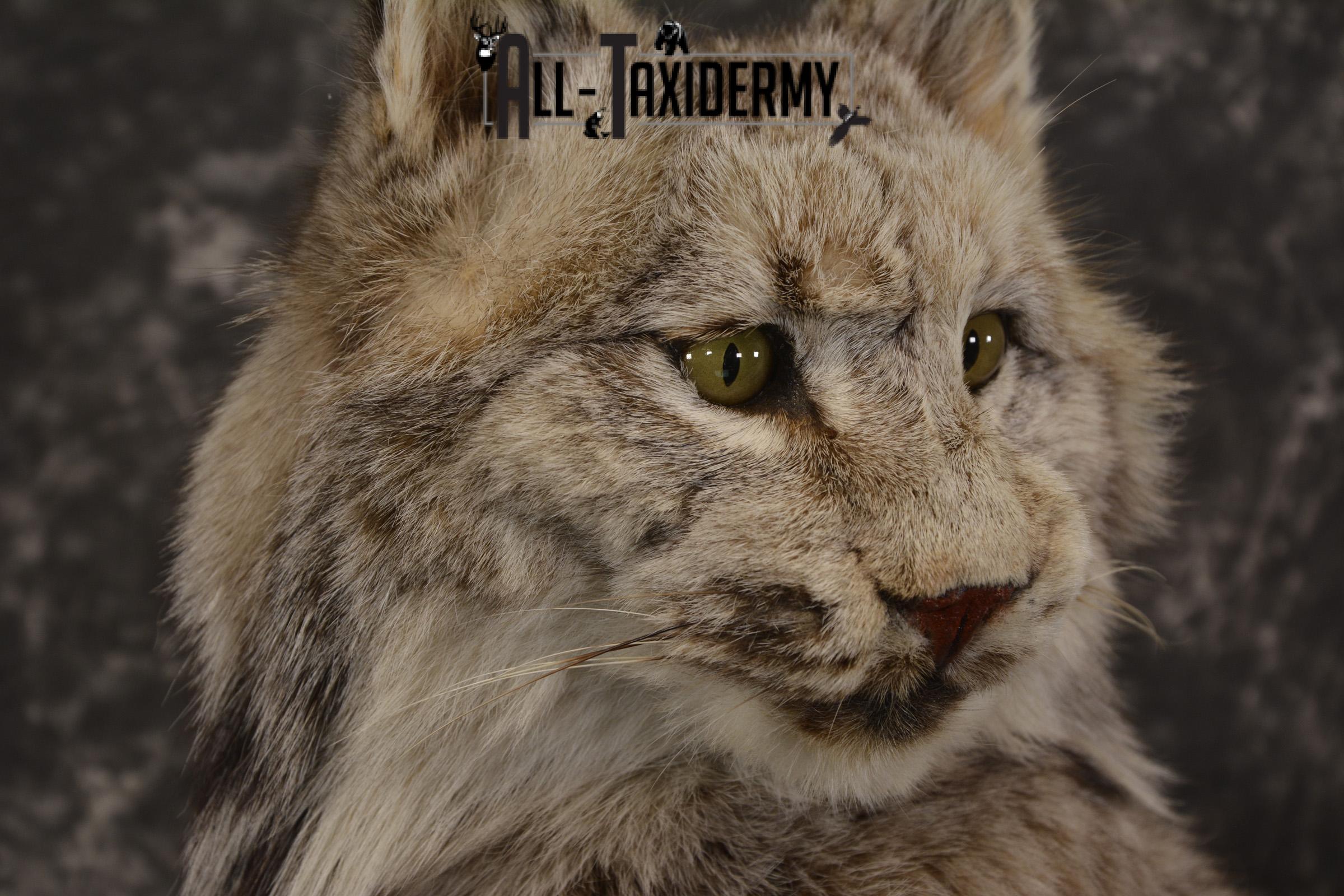 Full Body Lynx taxidermy mount for sale * SKU 2054 - Image 3