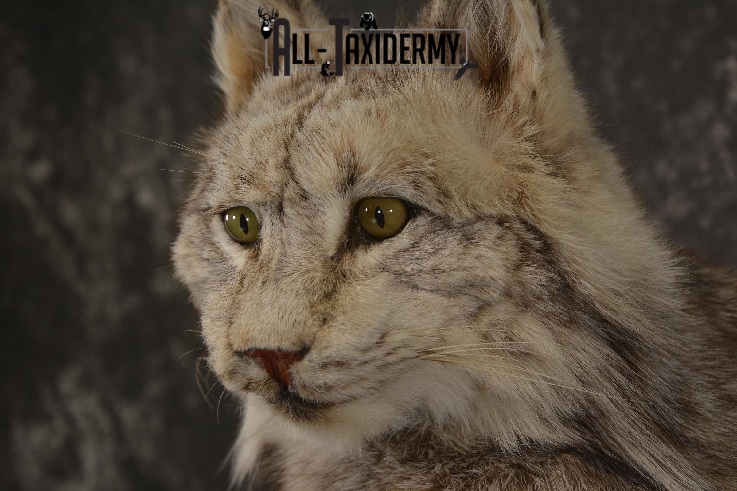Full Body Lynx taxidermy mount for sale * SKU 2054 - Image 2