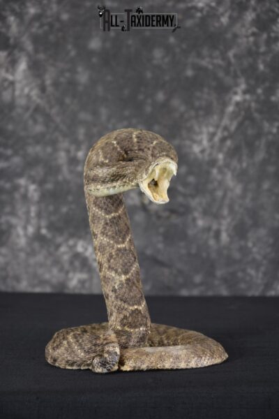 Diamondback rattle snake taxidermy mount for sale * SKU 2052