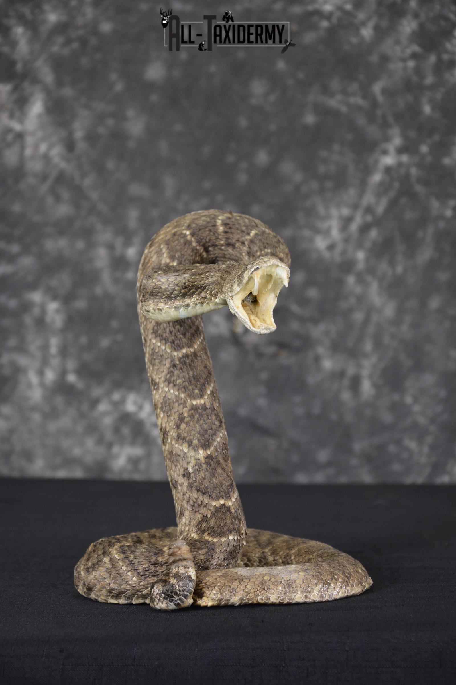 Diamondback rattle snake taxidermy mount for sale * SKU 2052