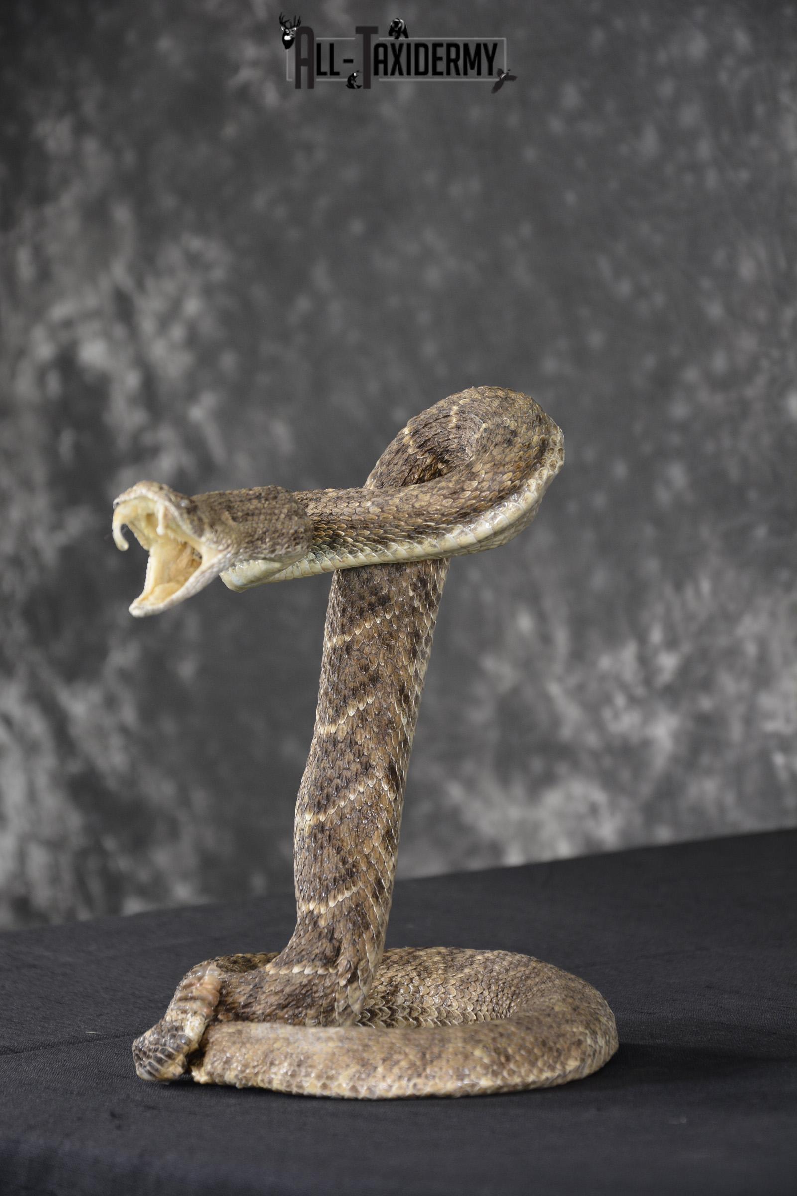 Diamondback rattle snake taxidermy mount for sale * SKU 2052 - Image 5