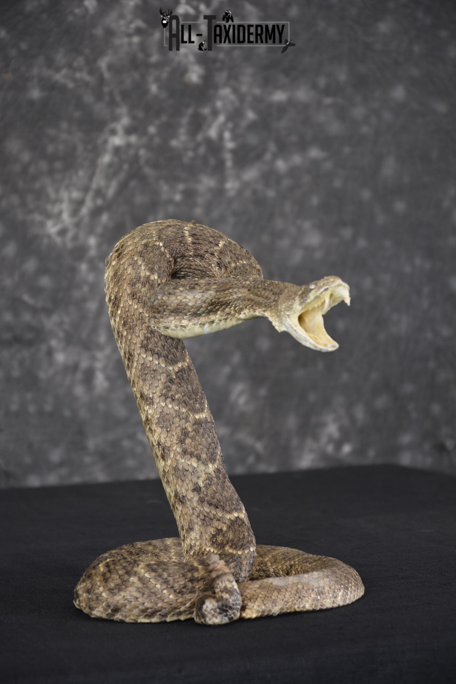 Diamondback rattle snake taxidermy mount for sale * SKU 2052 - Image 3