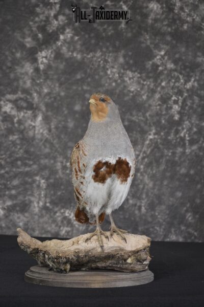 Grey Partridge Taxidermy mount for sale * SKU 2051