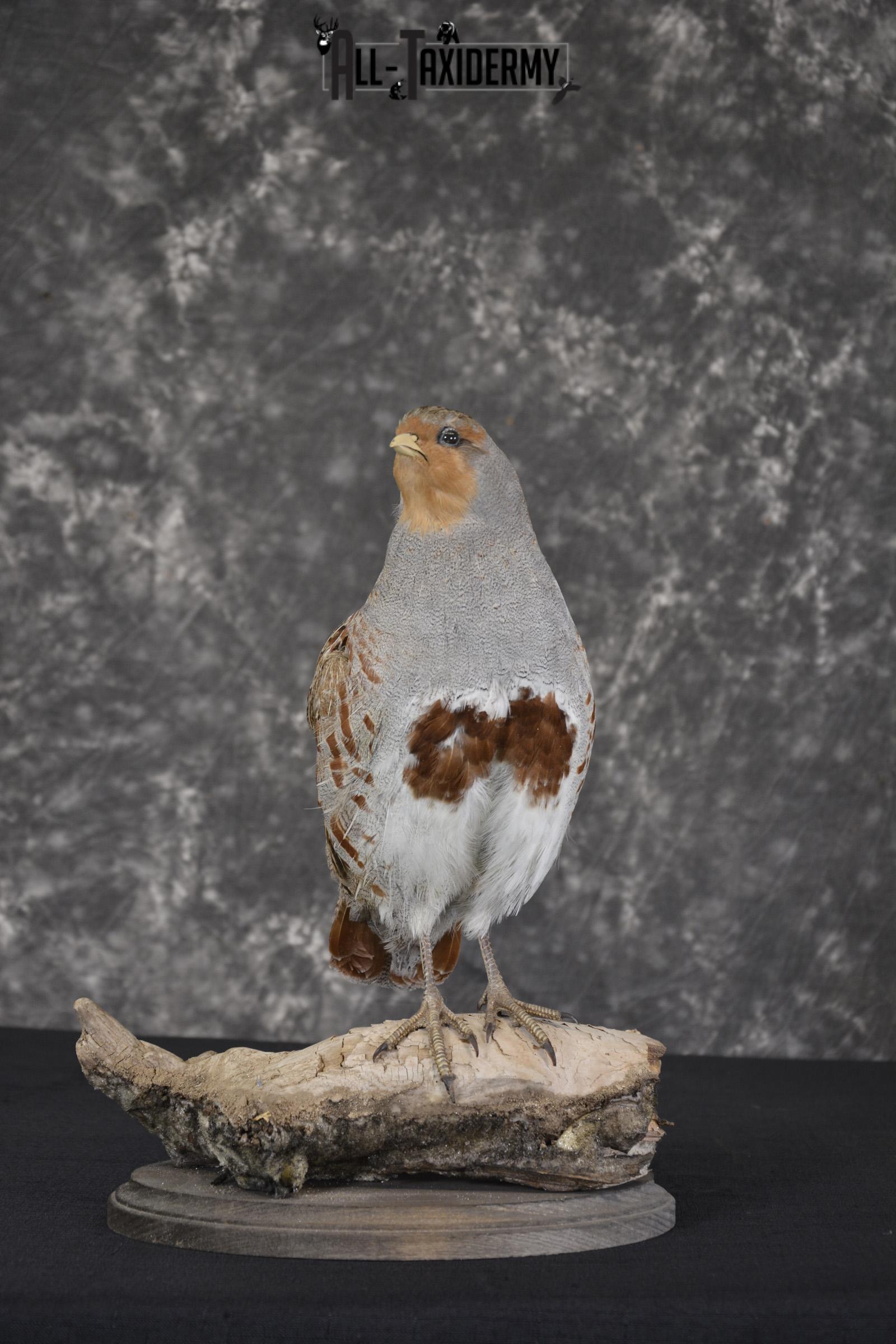 Grey Partridge Taxidermy mount for sale * SKU 2051