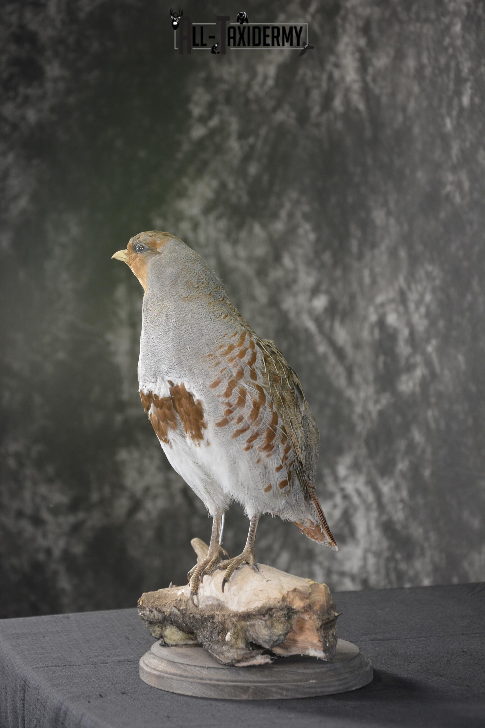 Grey Partridge Taxidermy mount for sale * SKU 2051 - Image 4