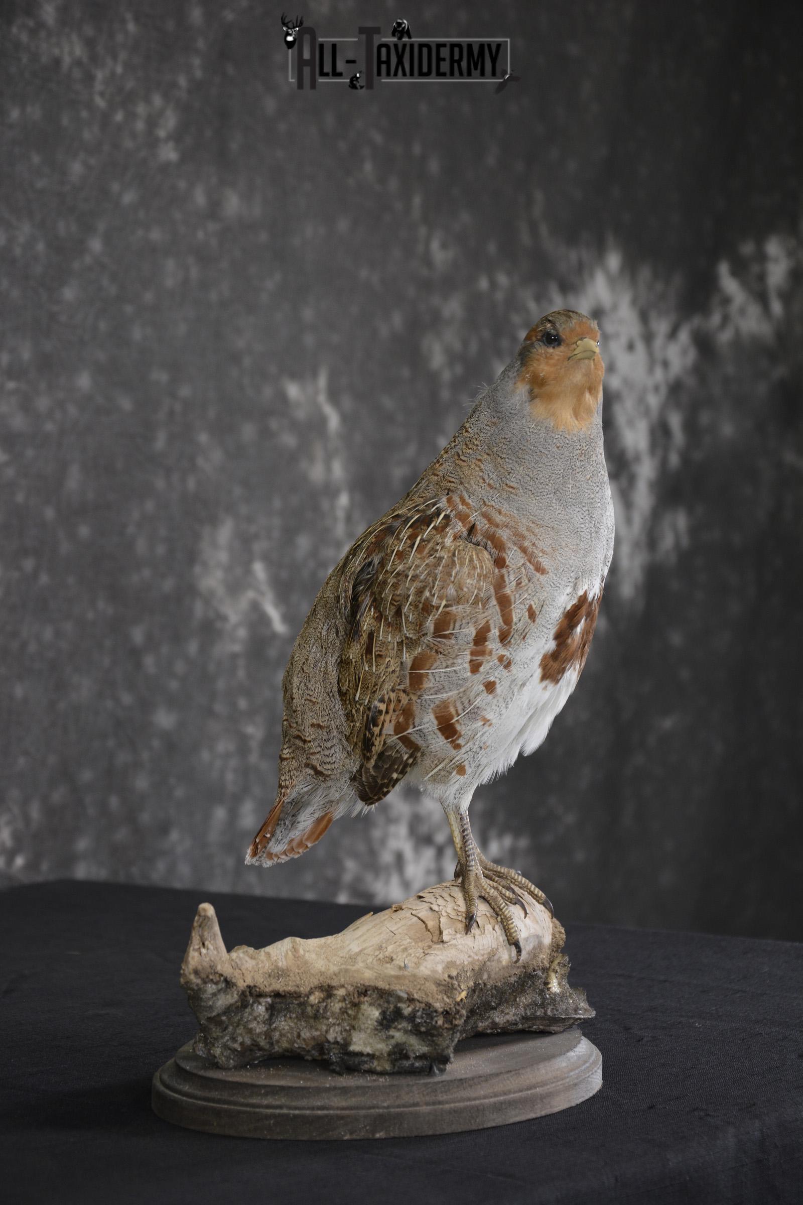 Grey Partridge Taxidermy mount for sale * SKU 2051 - Image 2
