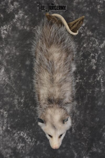 Full body opossum taxidermy mount for sale * SKU 2046
