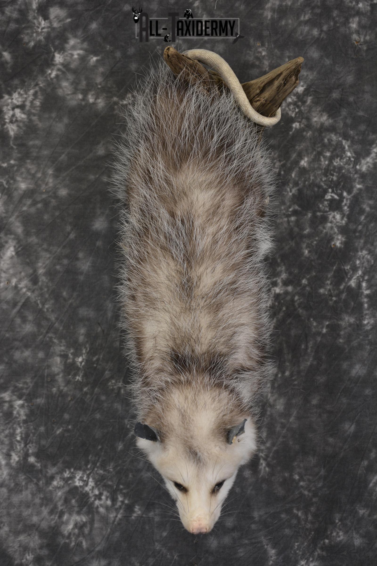 Full body opossum taxidermy mount for sale * SKU 2046