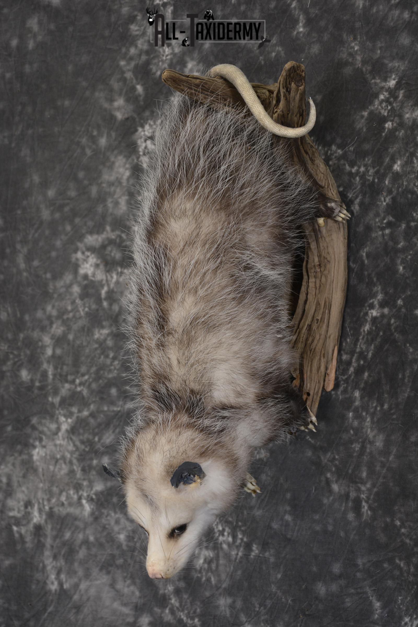 Full body opossum taxidermy mount for sale * SKU 2046 - Image 8