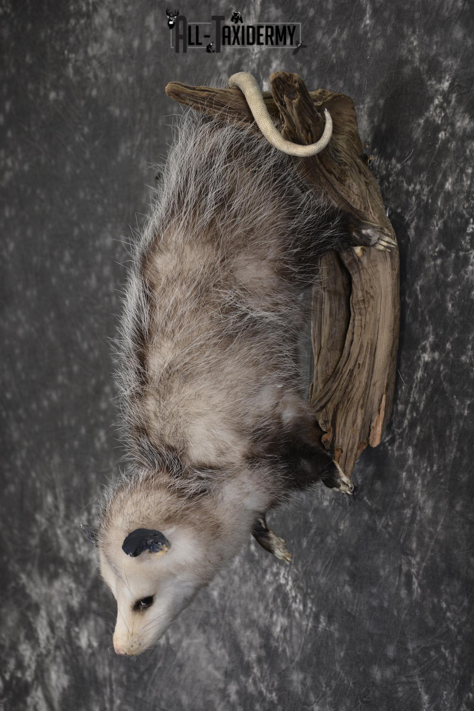 Opossum Taxidermy