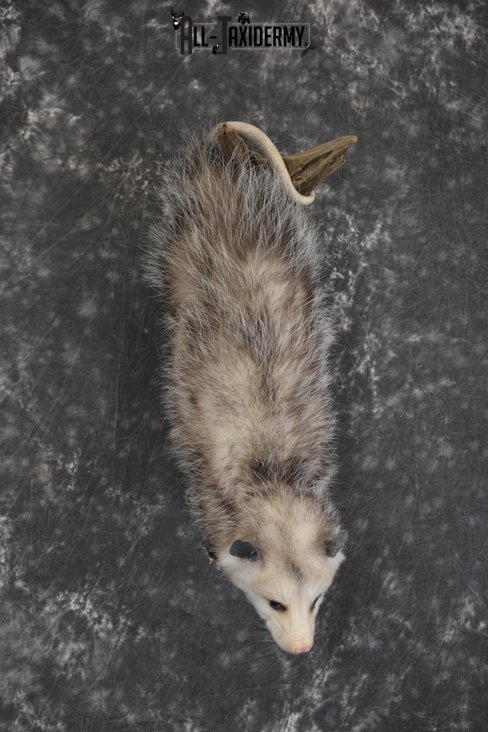 Full body opossum taxidermy mount for sale * SKU 2046 - Image 6