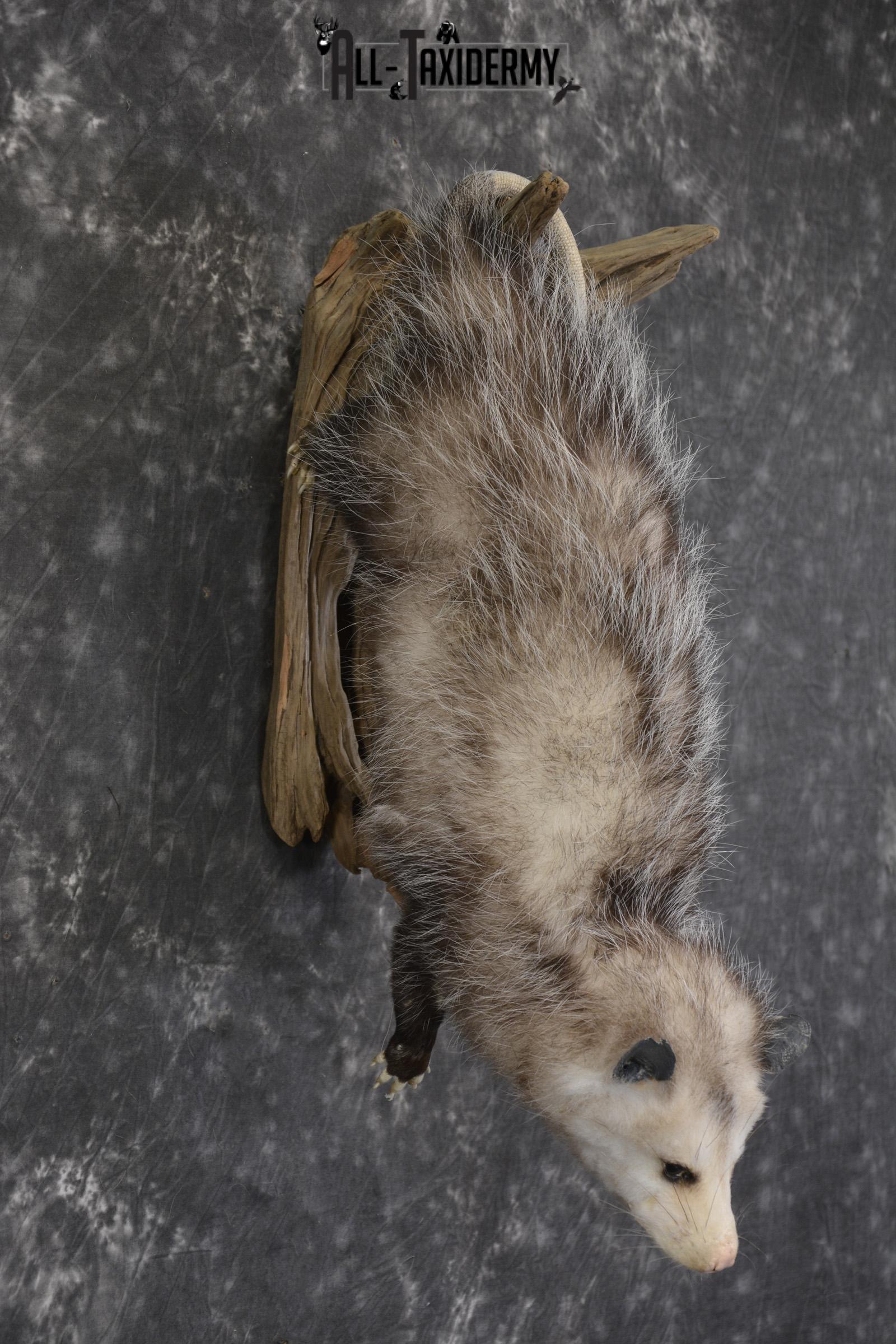 Full body opossum taxidermy mount for sale * SKU 2046 - Image 5