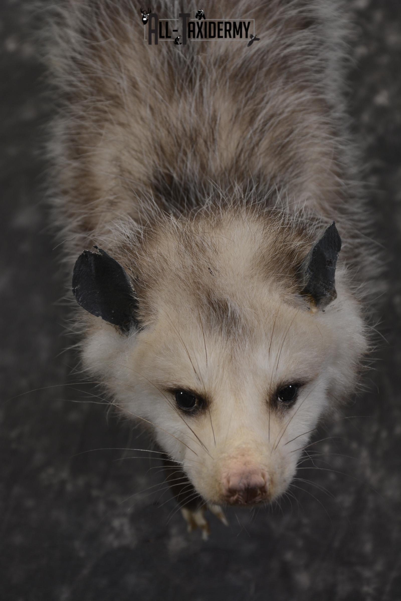 Full body opossum taxidermy mount for sale * SKU 2046 - Image 4