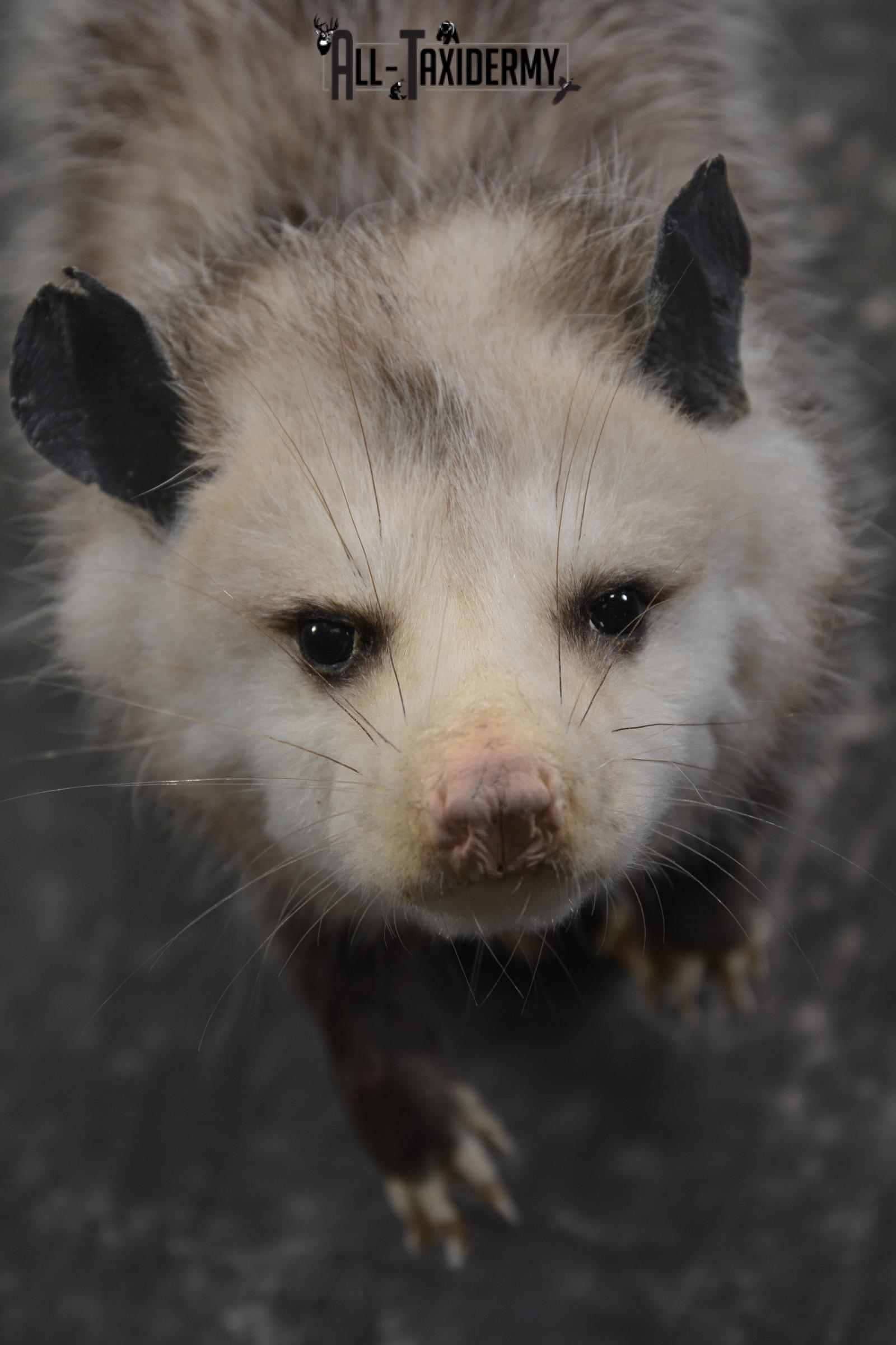 Full body opossum taxidermy mount for sale * SKU 2046 - Image 3