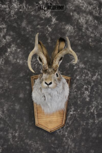 Jackalope taxidermy shoulder mount for sale * SKU 2044