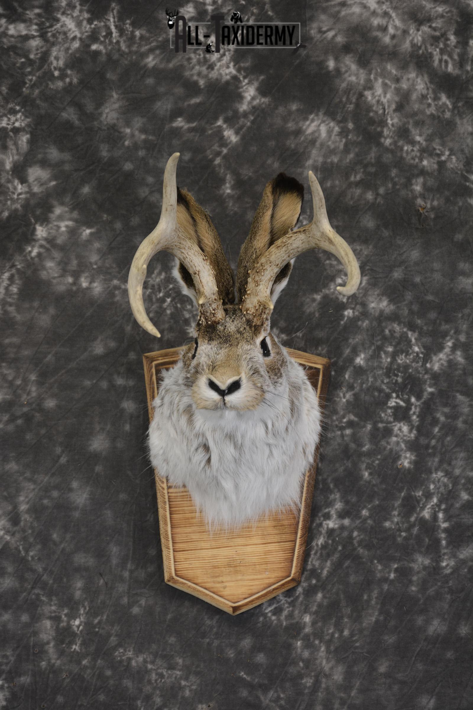 Jackalope taxidermy shoulder mount for sale * SKU 2044
