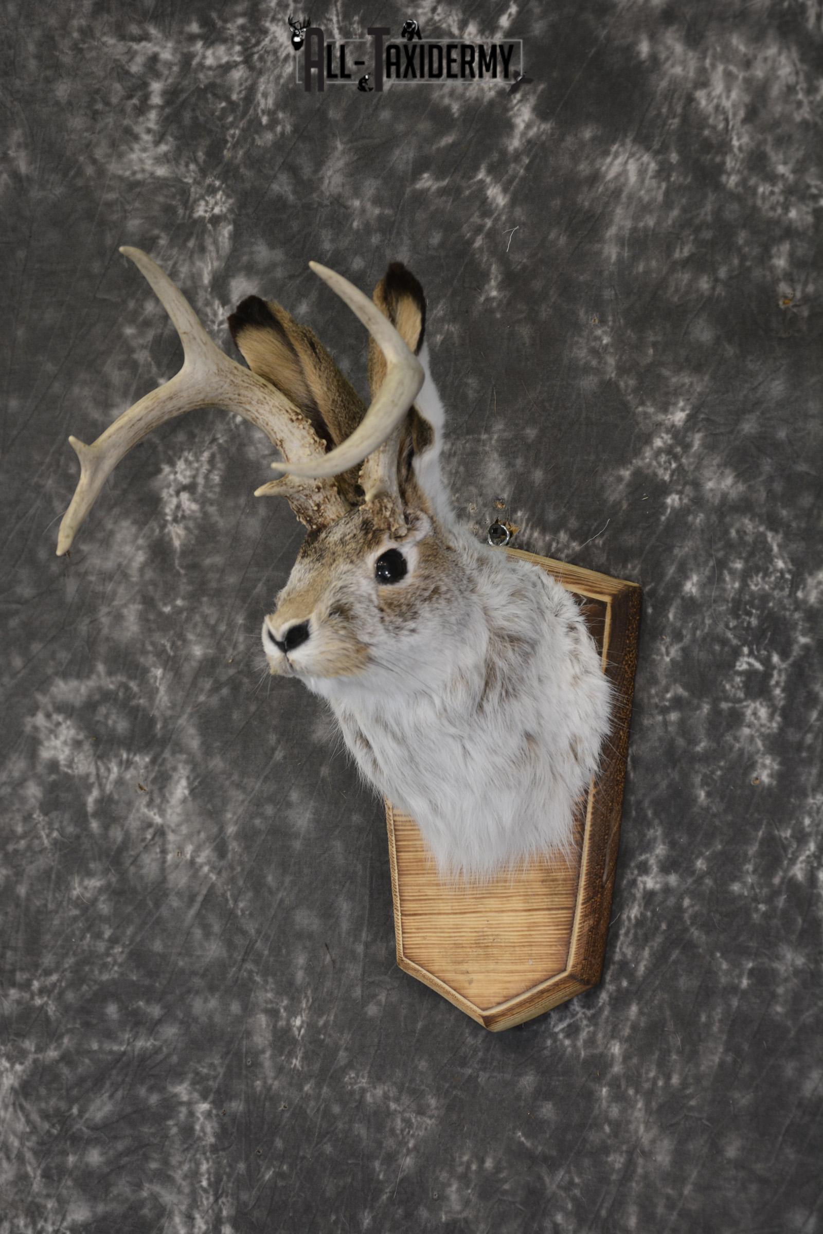 Jackalope taxidermy shoulder mount for sale * SKU 2044 - Image 5