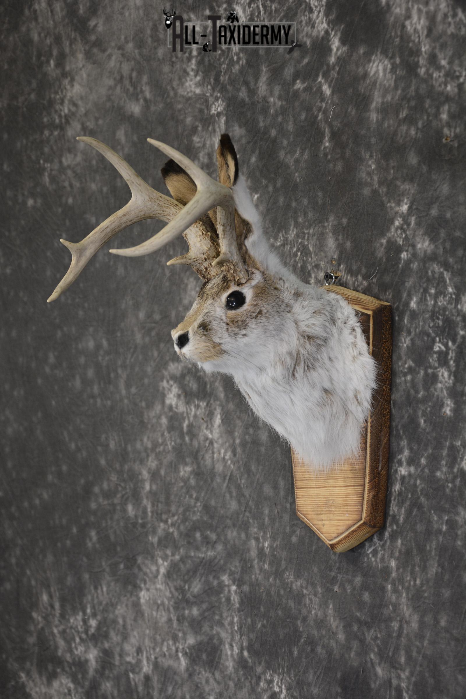 Jackalope taxidermy shoulder mount for sale * SKU 2044 - Image 4
