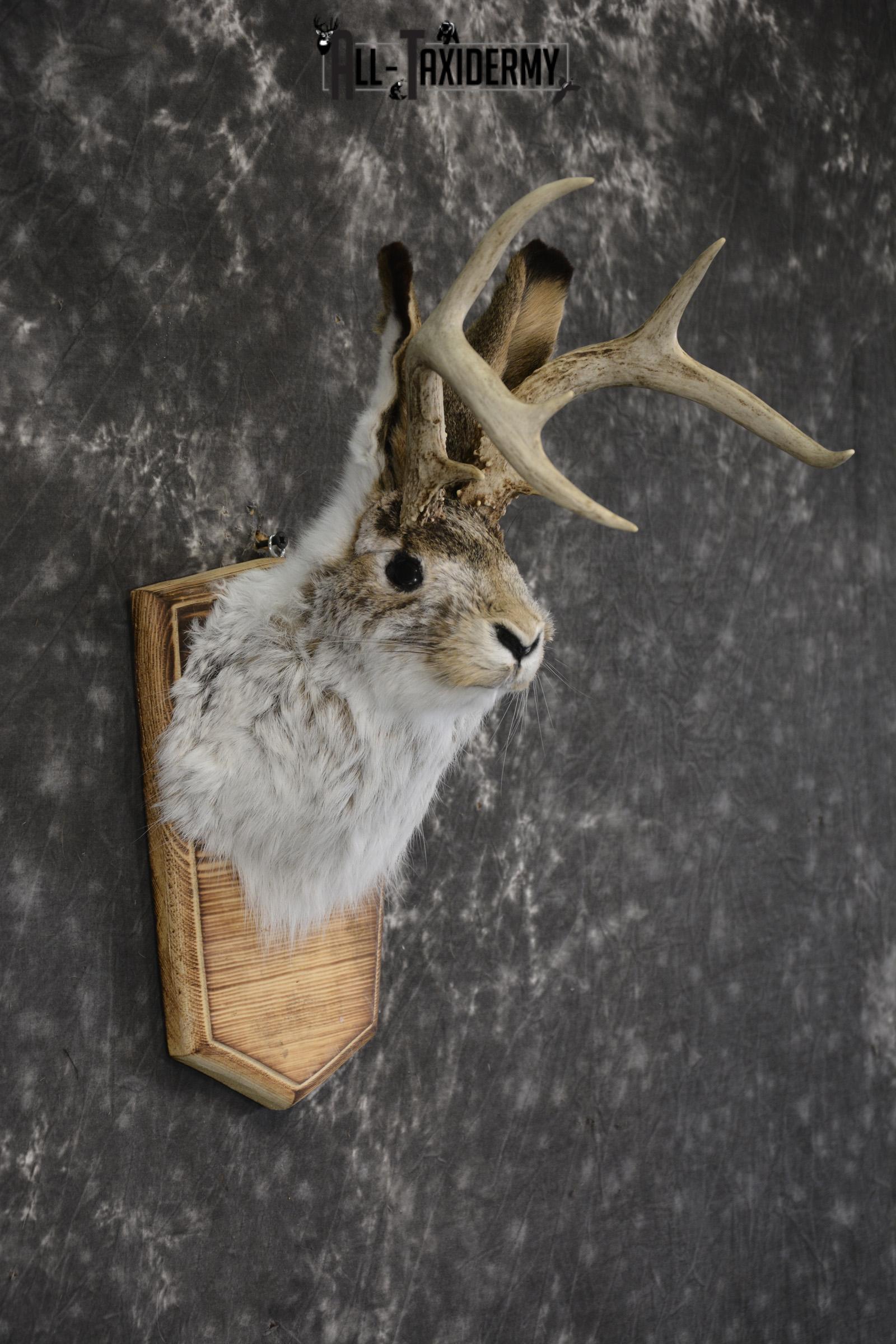 Jackalope taxidermy shoulder mount for sale * SKU 2044 - Image 2