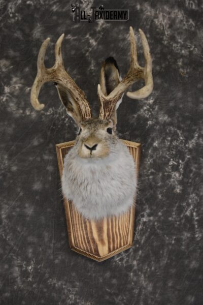 Jackalope taxidermy shoulder mount for sale * SKU 2045
